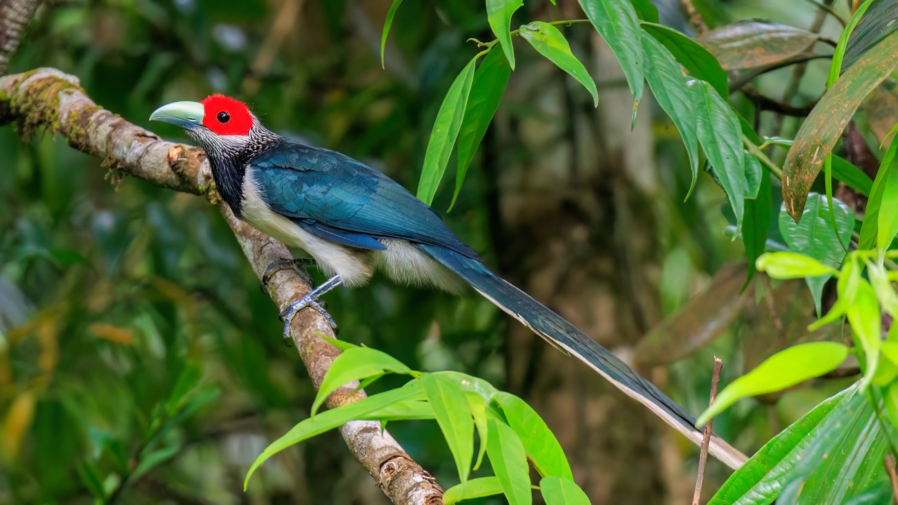 Bird watching activity in Sinharaja rainforest with endemic Sri Lankan birds
