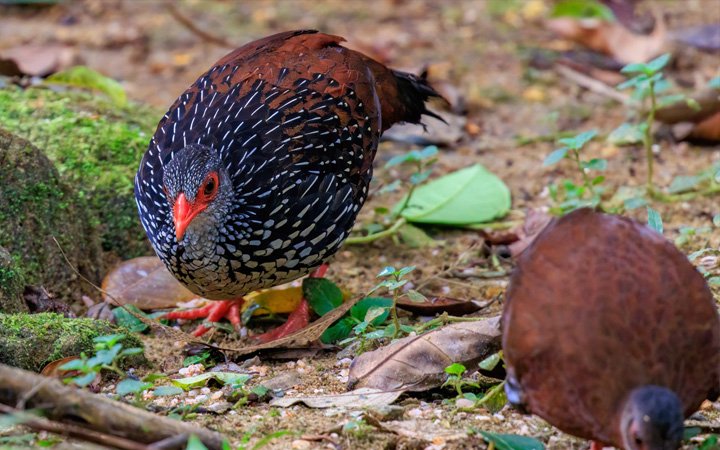 Wildlife Photography