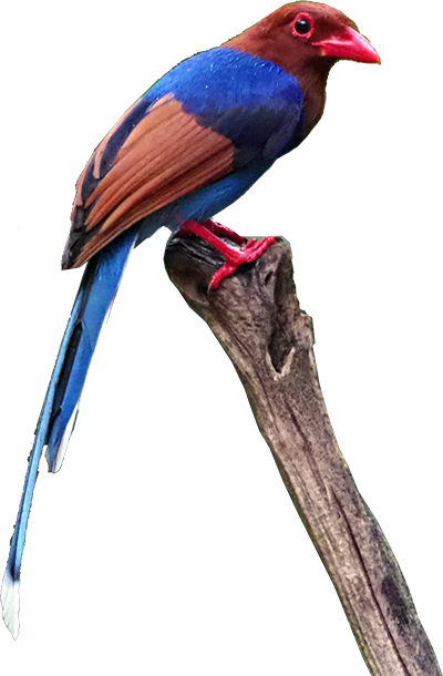 Blue Magpie - Endemic Bird of Sinharaja Blue Magpie bird logo - endemic species of Sinharaja rainforest Sri Lanka